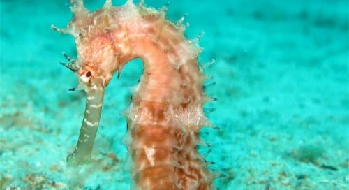 Portfolio Ingematic - Cliente Aquaria Tech - Ecommerce B2B Distribuzione migliori marchi di Acquariologia Dolce e Marina