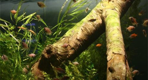 ortfolio Ingematic - Cliente Aquaristik Online - Ecommerce B2C N.1 in Svizzera Specializzato in Acquariofilia Dolce e Marina